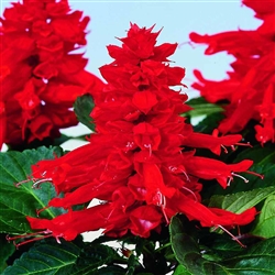 Salvia Reddy Red