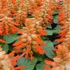 Salvia Reddy Salmon