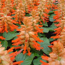 Salvia Reddy Salmon