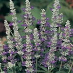 Salvia Strata