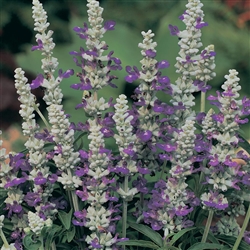 Salvia Strata