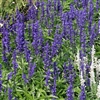 Salvia Victoria Blue