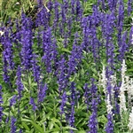 Salvia Victoria Blue