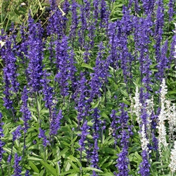 Salvia Victoria Blue