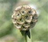 Scabiosa Drumstick