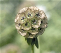 Scabiosa Drumstick