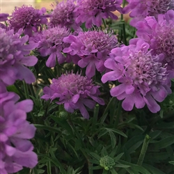 Scabiosa Ritz Rose