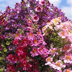 Schizanthus Angel Wings