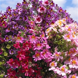 Schizanthus Angel Wings