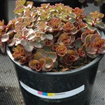 Sedum Voodoo