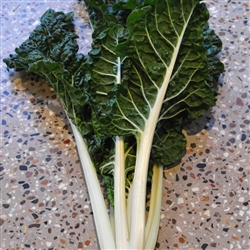 Silverbeet Fordhook Giant