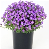 Aubrieta Audrey Blue