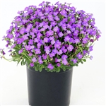 Aubrieta Audrey Blue