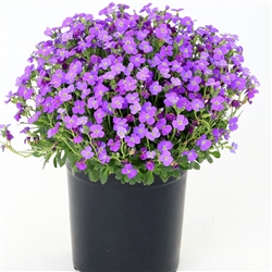 Aubrieta Audrey Blue