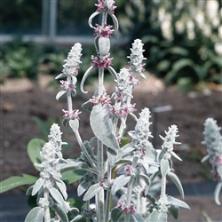 Stachys Lanata