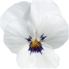 Viola Infinity White Blotch