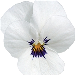 Viola Infinity White Blotch