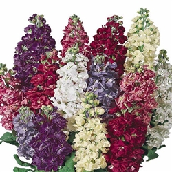 Stocks Giant Imperial Mix