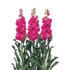 Stocks Iron Rose Pellet