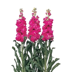 Stocks Iron Rose Pellet