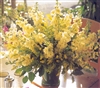 Stocks Noble Yellow