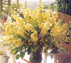 Stocks Noble Yellow