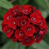 Swt William Sweet Red Pellet