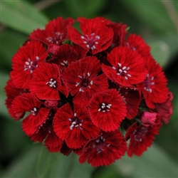 Swt William Sweet Red Pellet