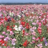 Sweet Pea Bijou Mix