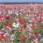 Sweet Pea Bijou Mix