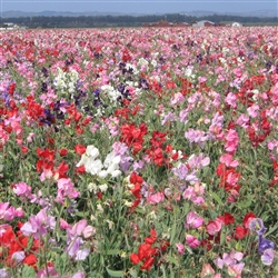 Sweet Pea Bijou Mix