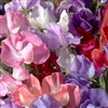 Sweet Pea Colourama Mix