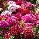 Sweet William Tall Double Mix