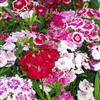 Sweet William Wee Willie Mix