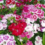 Sweet William Wee Willie Mix