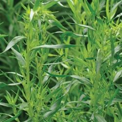 Tarragon Tarragon