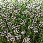 Thyme vulgaris Winter