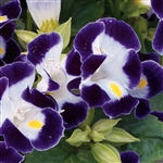 Torenia Duchess Blue & White P