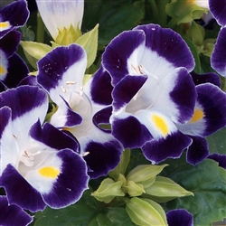 Torenia Duchess Blue & White Pellets