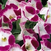 Torenia Duchess Burgundy Pel