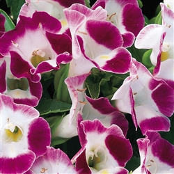 Torenia Duchess Burgundy Pellets