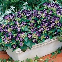 Torenia Duchess Deep Blue Pellets