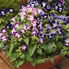 Torenia Duchess Mix Pellets