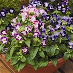 Torenia Duchess Mix Pellets