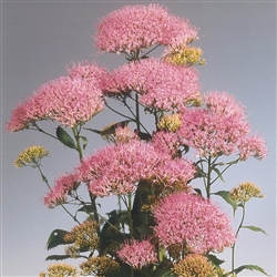 Trachelium Corine Lilac   Pell
