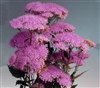 Trachelium Corine Purple   Pel