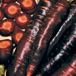 Carrot Purple Haze F1