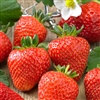 Strawberry Sarian - White