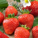 Strawberry Sarian - White