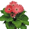 Gerbera F/Line Maxi Pink Bl Ct_disc